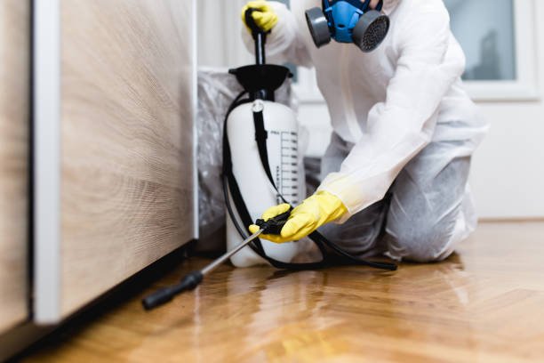 Best Flea Control Services  in Dover, AR
