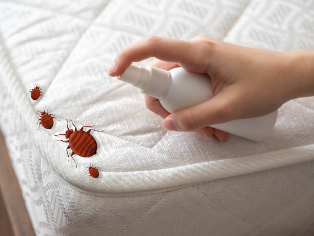 Wasp Removal Services in Dover, AR