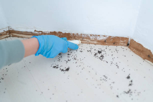Best Affordable Pest Control Services  in Dover, AR